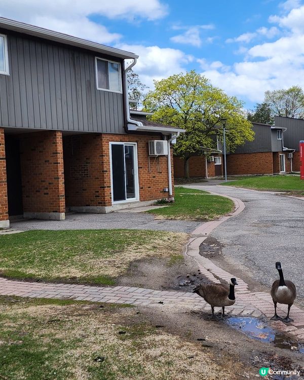 如有天櫻花再開🌸