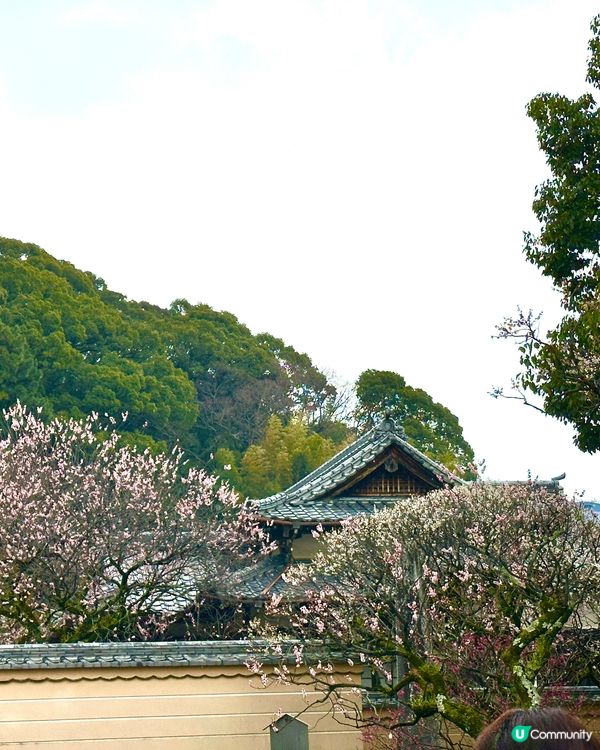 ⛩️ 太宰府天滿宮 ⛩️ 。3。