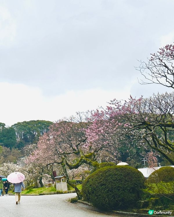 ⛩️ 太宰府天滿宮 ⛩️ 。3。