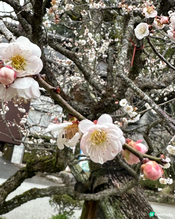 ⛩️ 太宰府天滿宮 ⛩️ 。3。