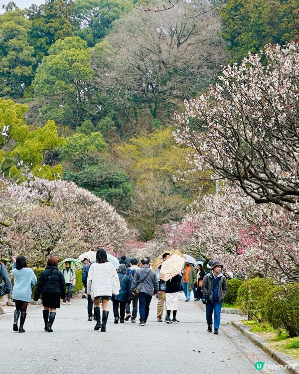 ⛩️ 太宰府天滿宮 ⛩️ 。3。