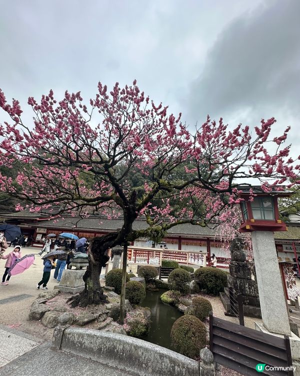 ⛩️ 太宰府天滿宮 ⛩️ 。3。