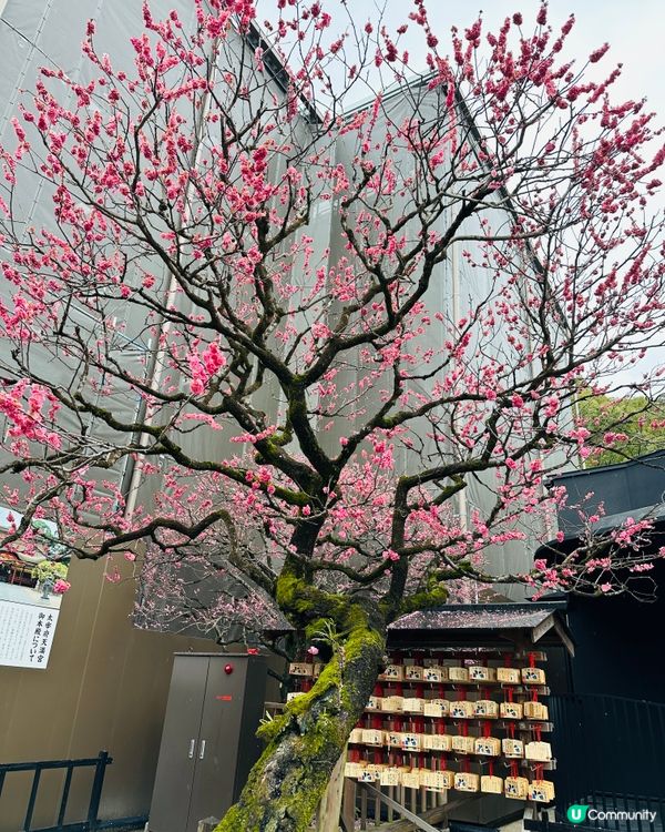 ⛩️ 太宰府天滿宮 ⛩️ 。3。