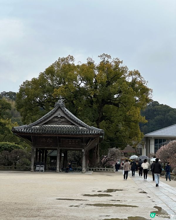 ⛩️ 太宰府天滿宮 ⛩️ 。3。