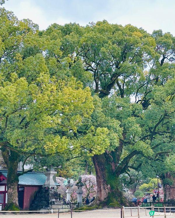 ⛩️ 太宰府天滿宮 ⛩️ 。3。