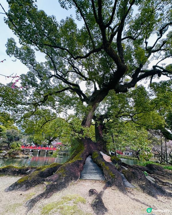 ⛩️ 太宰府天滿宮 ⛩️ 。3。