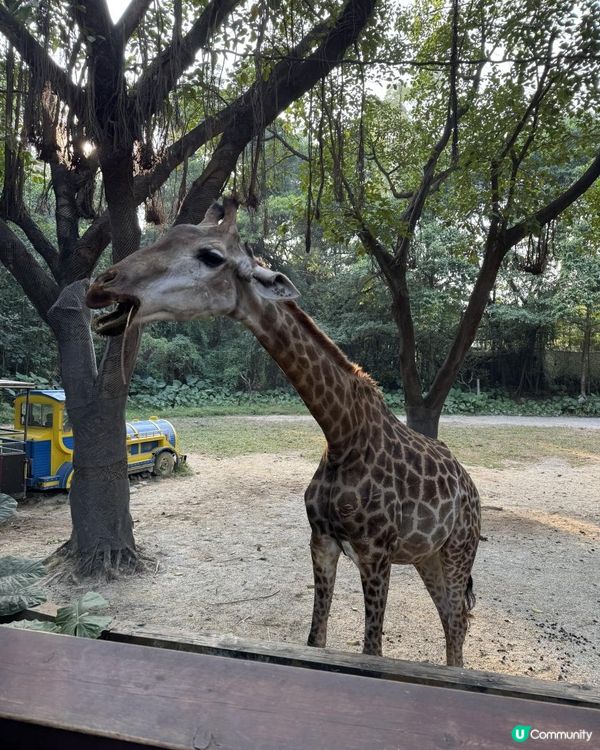 廣州長隆三部曲の野生動物園