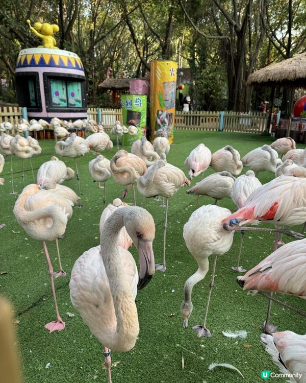 廣州長隆三部曲の野生動物園