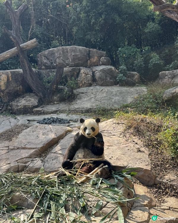 廣州長隆三部曲の野生動物園