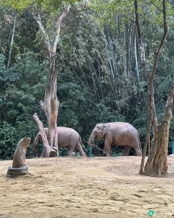 廣州長隆三部曲の野生動物園
