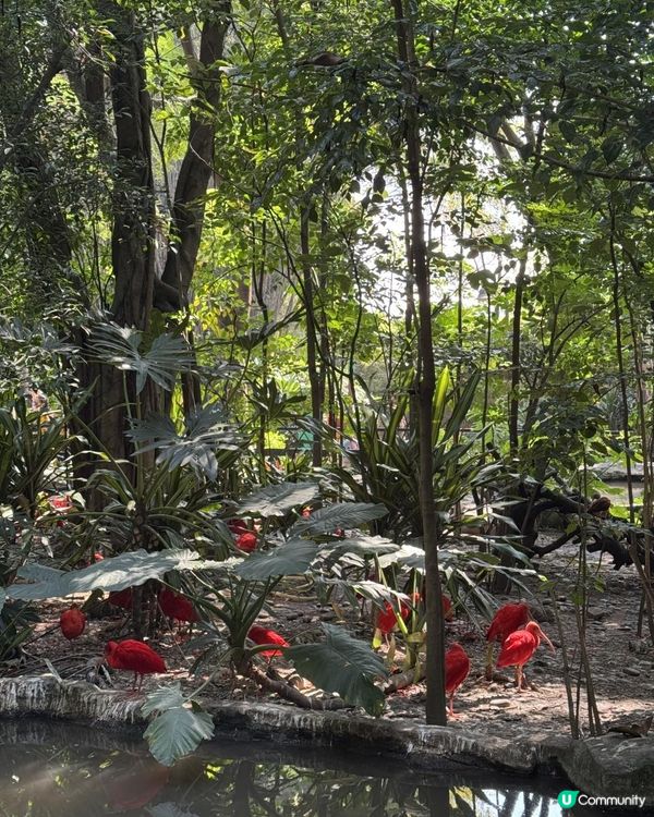 廣州長隆三部曲の野生動物園