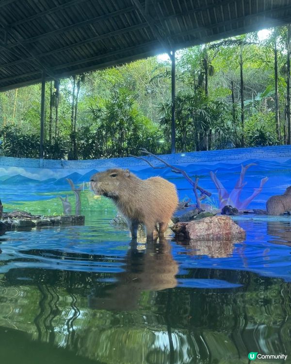 廣州長隆三部曲の野生動物園