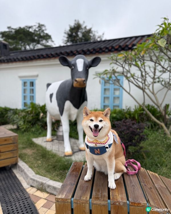 帶毛孩遊百年英式建築