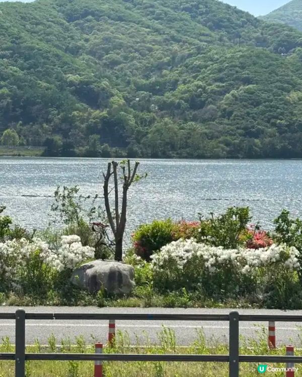 🇰🇷南揚州 팔당댐｜春日踩單車＋散步吸氧好去處！