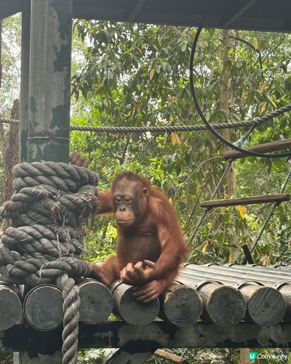 廣州長隆動物園