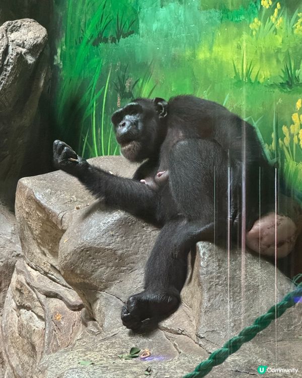 廣州長隆動物園