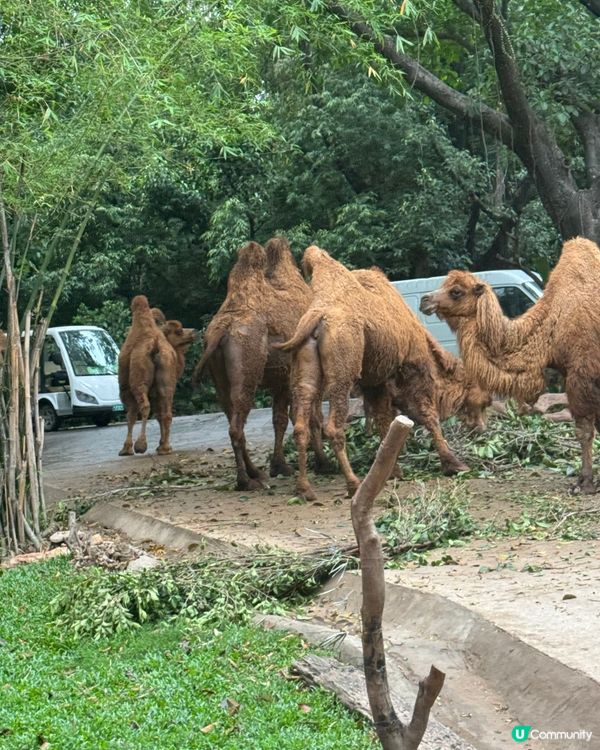 廣州長隆動物園