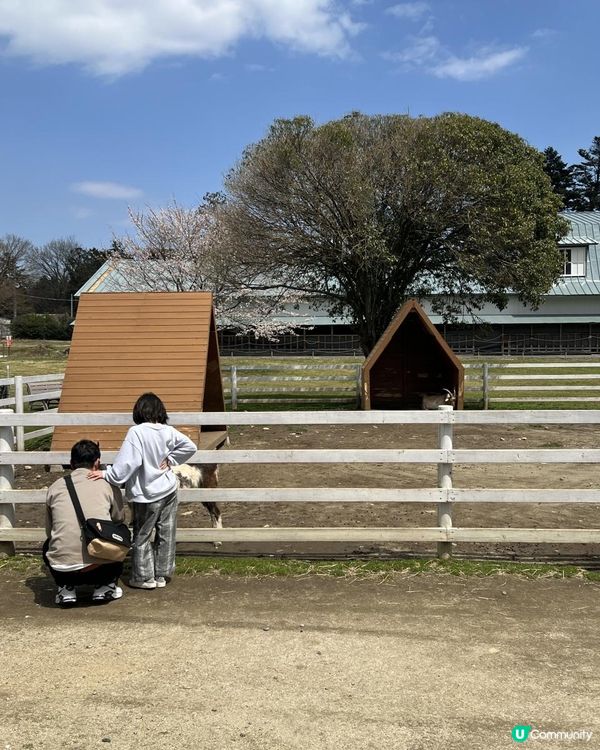日本東京近郊🐑🇯🇵親子遊攻略