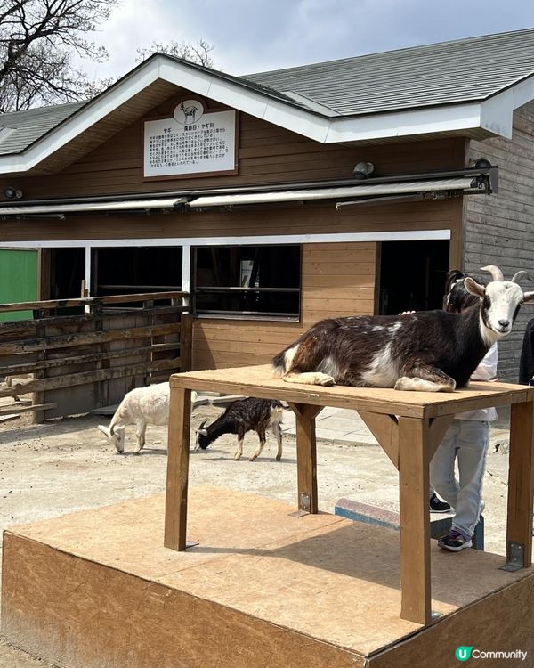 日本東京近郊🐑🇯🇵親子遊攻略