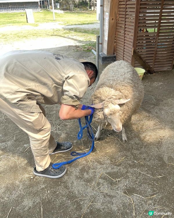 日本東京近郊🐑🇯🇵親子遊攻略