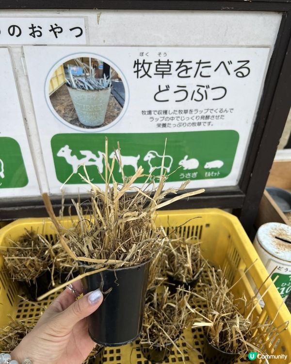 日本東京近郊🐑🇯🇵親子遊攻略