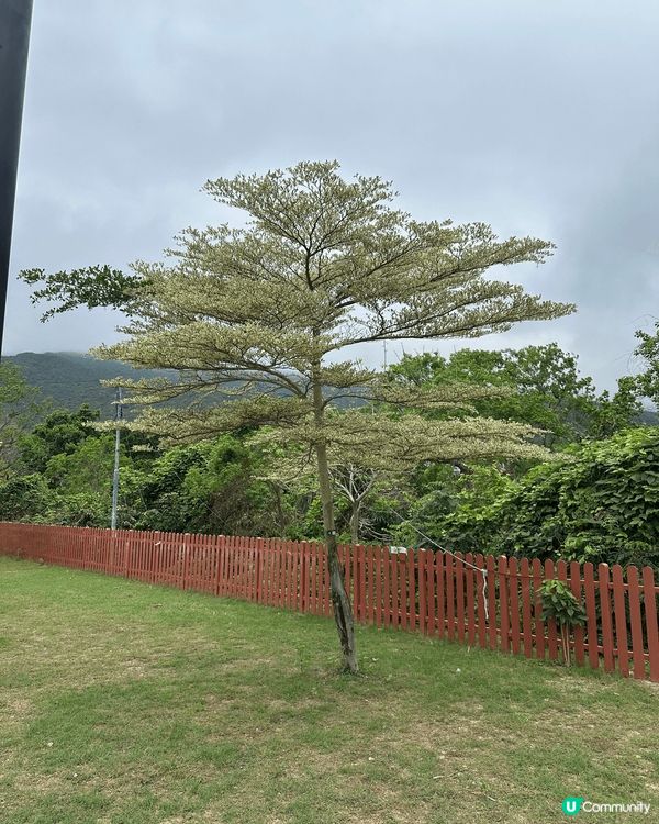 新蒲崗一間好好食嘅雞蛋仔，店舖同貝澳沙灘有一棵好靚嘅樹仲有我...