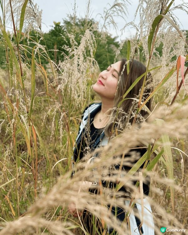呢度係粉嶺坪輋每年一到秋天嘅時候就會係芒草嘅季節，所以我每一...