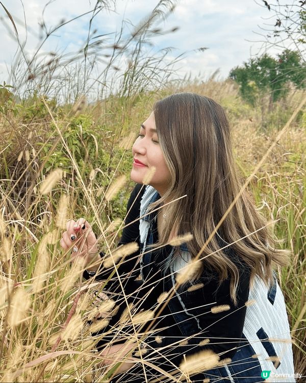 呢度係粉嶺坪輋每年一到秋天嘅時候就會係芒草嘅季節，所以我每一...