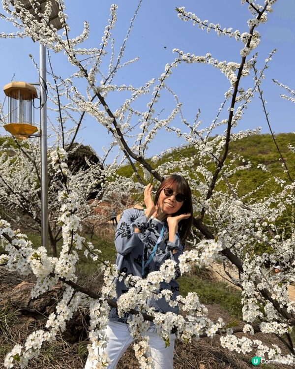 這次旅行是賞花、欣賞風景、看看精彩表演！現在到處都是打卡熱點...
