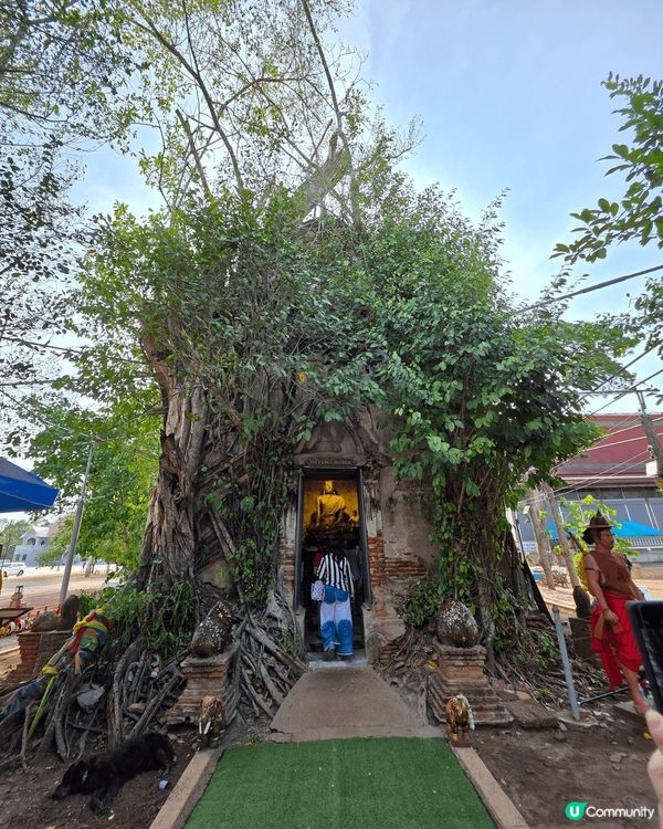 參加本地一日團，探索神聖的樹中廟，再感爭小火車到來的一剎，各...