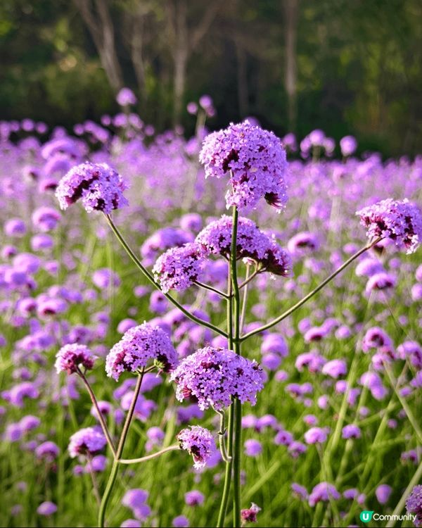 位於深圳光明區五指耙公園的馬鞭草正盛開，喜歡紫色浪漫的朋友們...