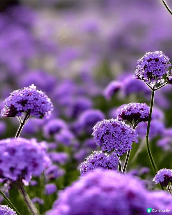 位於深圳光明區五指耙公園的馬鞭草正盛開，喜歡紫色浪漫的朋友們...