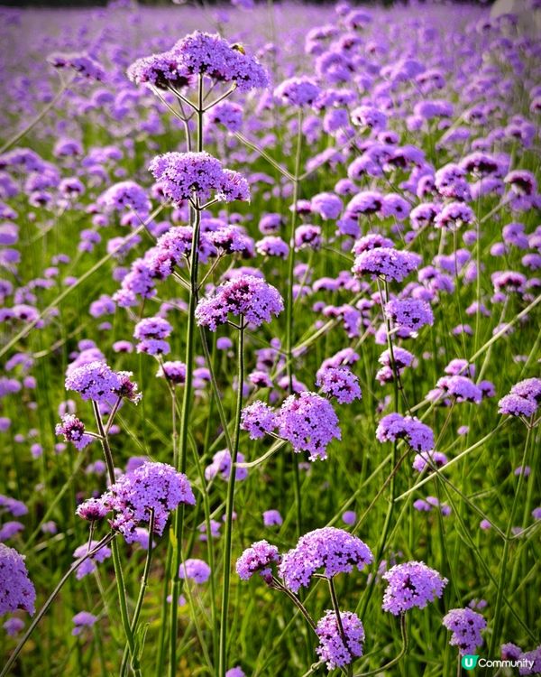 位於深圳光明區五指耙公園的馬鞭草正盛開，喜歡紫色浪漫的朋友們...