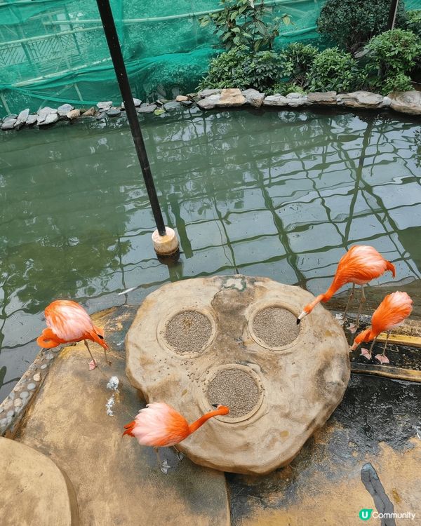 久違了的香港動植物公園，原來花都開得十分燦爛，這真是在鬧市之...