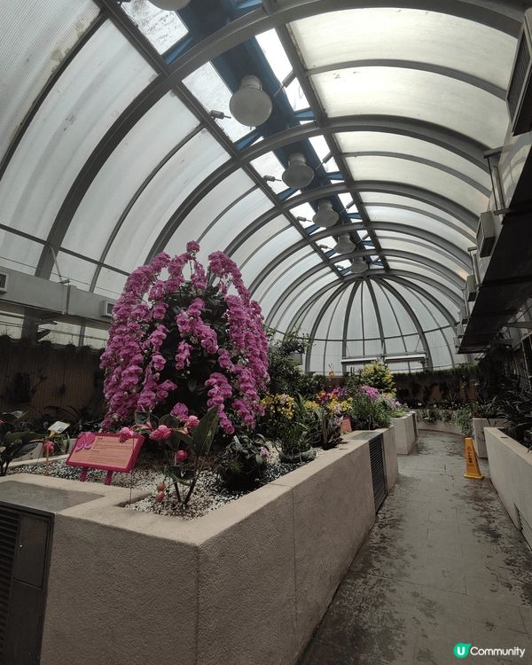 久違了的香港動植物公園，原來花都開得十分燦爛，這真是在鬧市之...