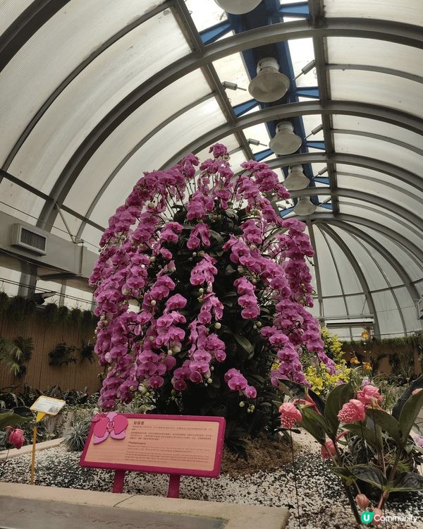 久違了的香港動植物公園，原來花都開得十分燦爛，這真是在鬧市之...