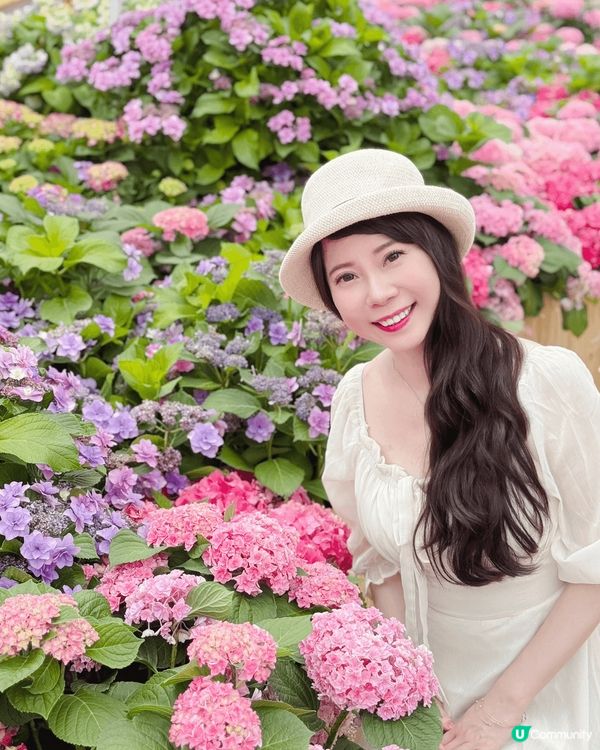 被美美的繡球花呼喚著💗