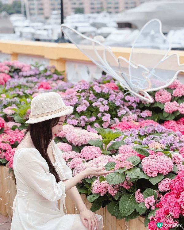 被美美的繡球花呼喚著💗