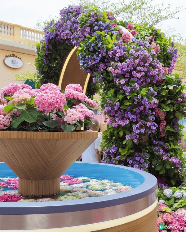 被美美的繡球花呼喚著💗