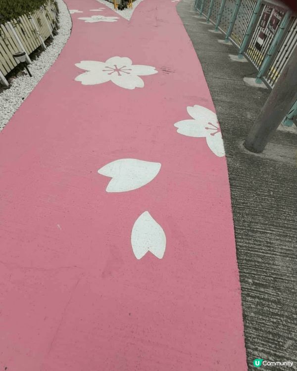 櫻花園櫻花開得好燦爛，唔洗飛去日本都可以感受到櫻花嘅色彩，滿...