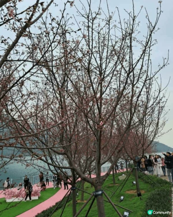 櫻花園櫻花開得好燦爛，唔洗飛去日本都可以感受到櫻花嘅色彩，滿...