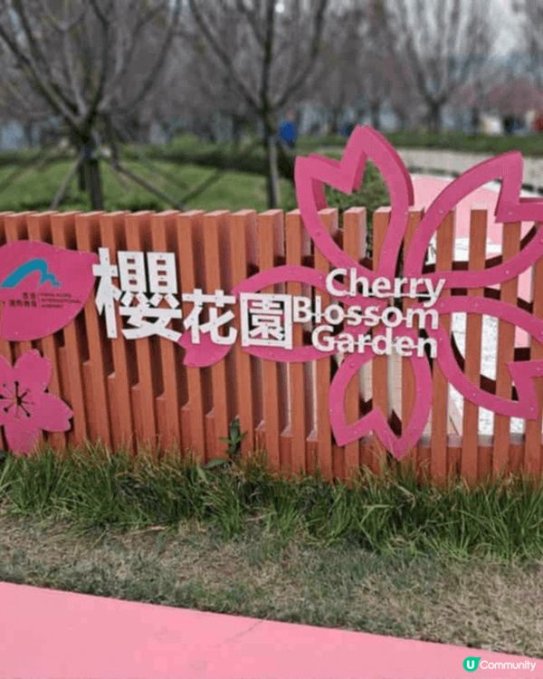 櫻花園櫻花開得好燦爛，唔洗飛去日本都可以感受到櫻花嘅色彩，滿...