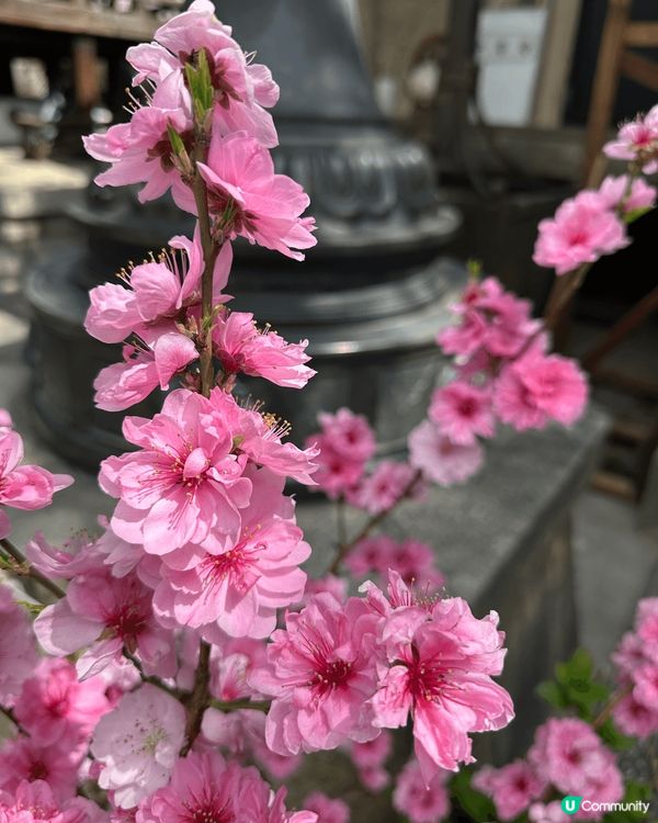 今年4月上旬去左一轉日本，特登去睇櫻花同跑神社，去左好幾個唔...