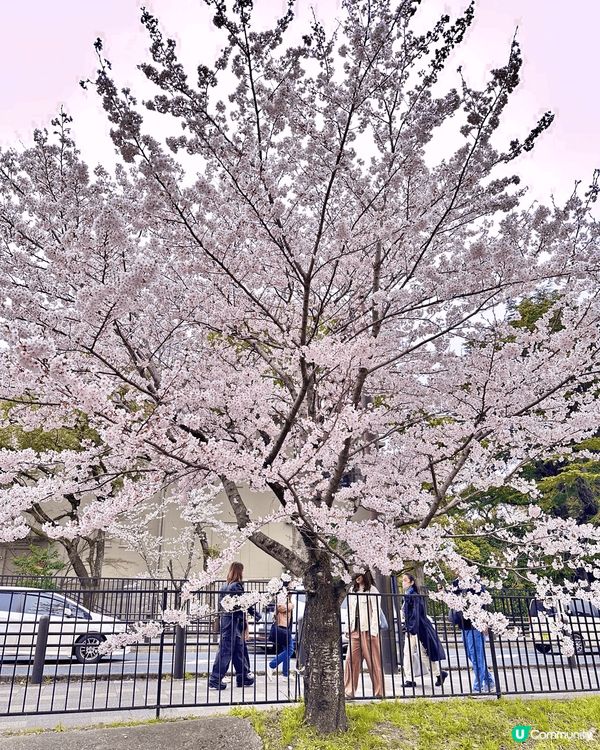 今年4月上旬去左一轉日本，特登去睇櫻花同跑神社，去左好幾個唔...