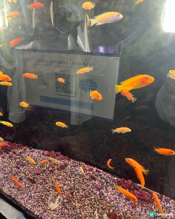 首間韓式魚缸·復古木屋自拍館🐠🪵📷