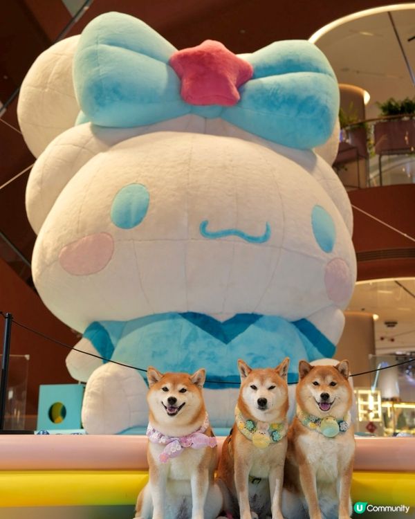 與玉桂狗之約🤍