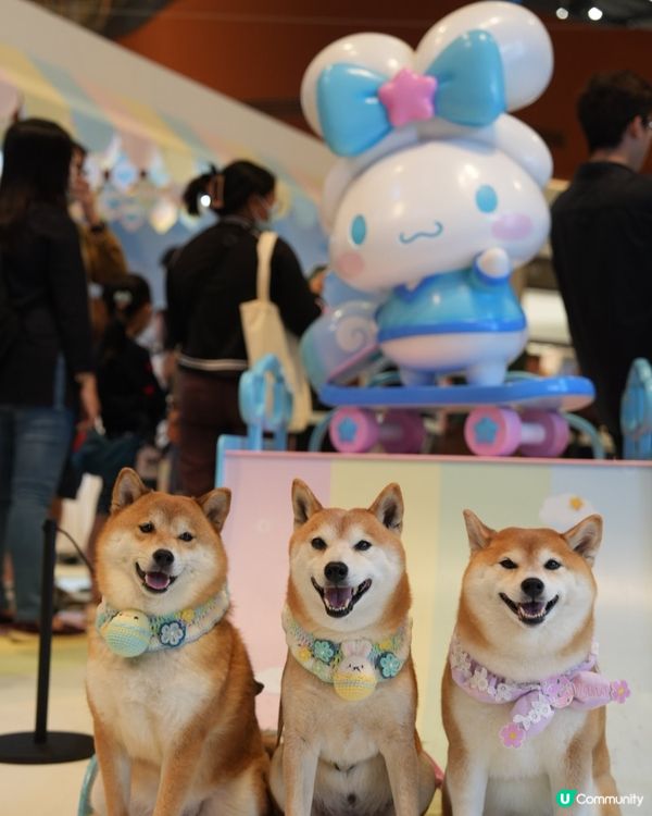 與玉桂狗之約🤍