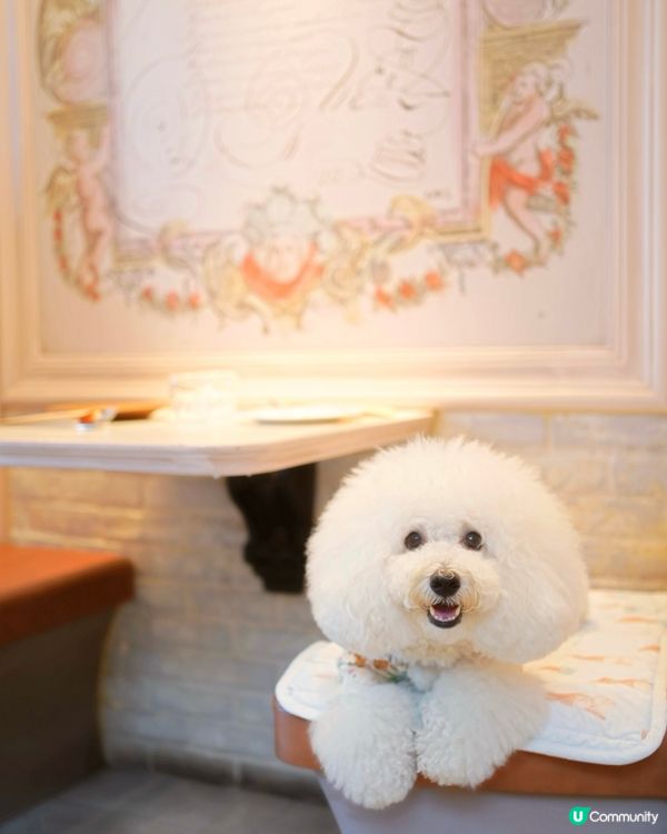 筲箕灣難得室內毛孩友善餐廳 pizza 大推！