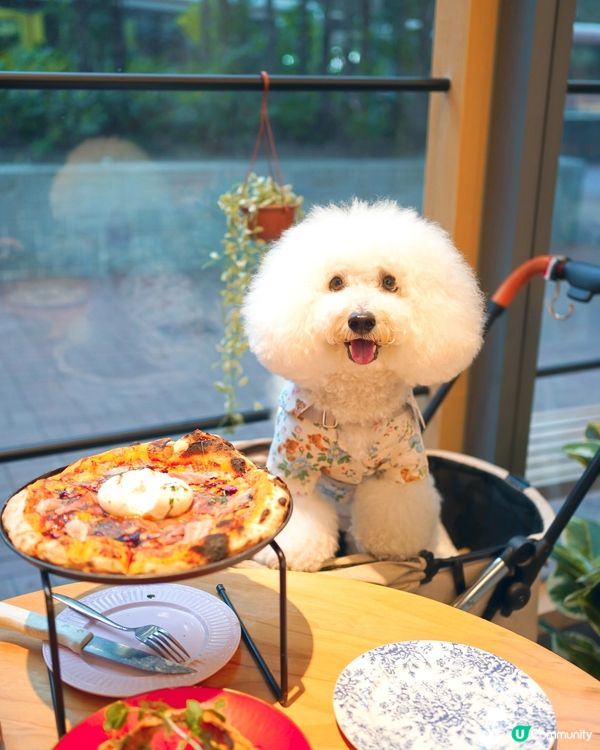 筲箕灣難得室內毛孩友善餐廳 pizza 大推！