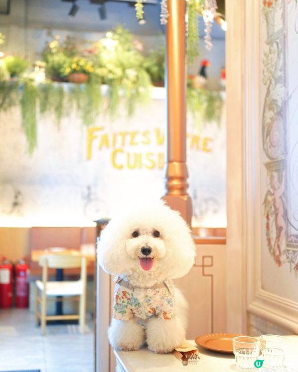 筲箕灣難得室內毛孩友善餐廳 pizza 大推！